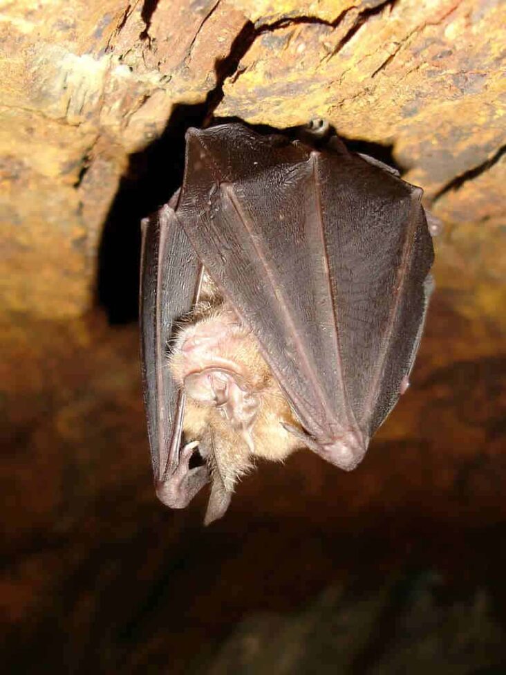 morcego ferradura