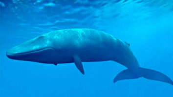 baleias azuis
