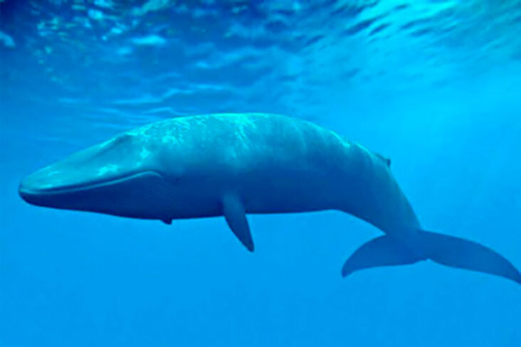 baleias azuis