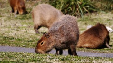CapybarasfeedingongrassnearamainroadinthegatedcommunityNordeltanorthofBuenosAiresonAug.26.ImageSTRINGERAFPviaGettyImages