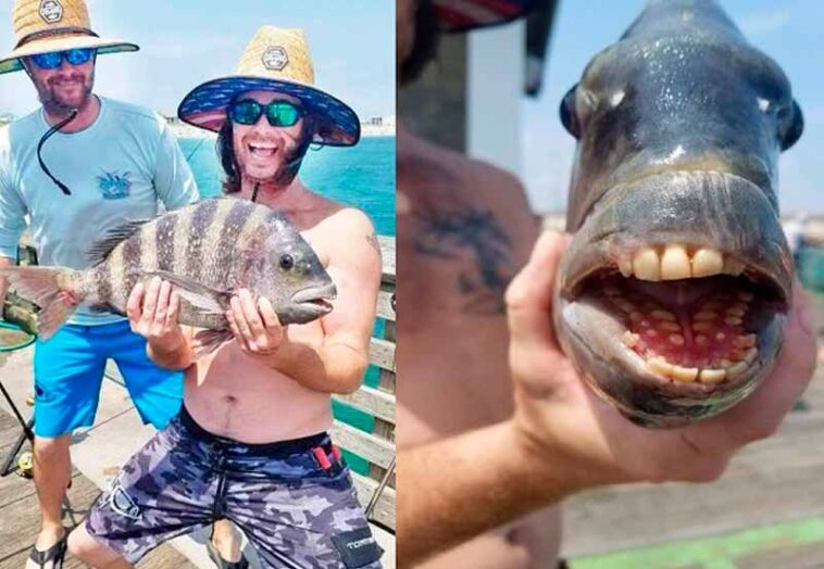 peixe com dentes humanos