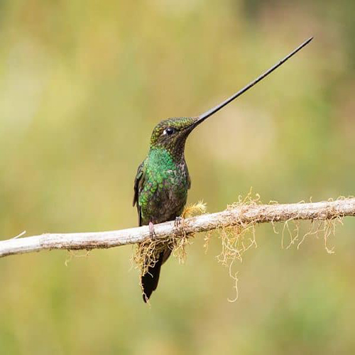 28 Sword Billed Hummingbird bird with long beak 600x534 1