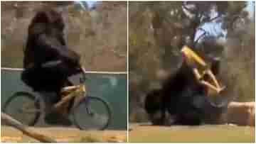 Gorilla Falling From Bicycle