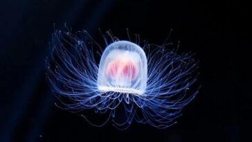 jellyfish ocean Ea