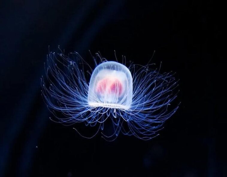 jellyfish ocean Ea