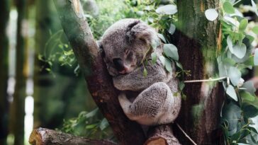 koalasonojordanwhittunsplash