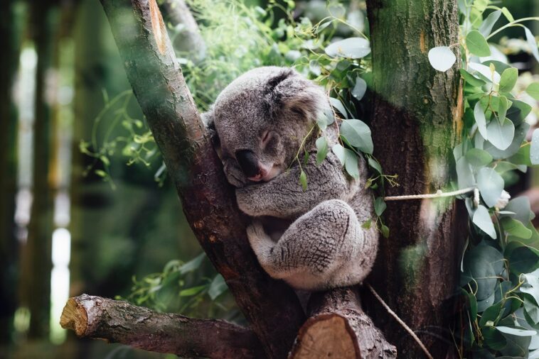 koalasonojordanwhittunsplash