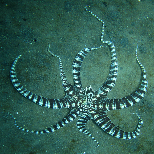 Mimic Octopus 2