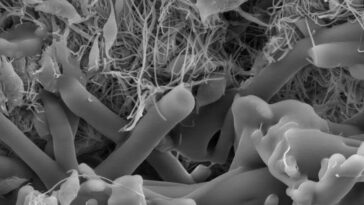 microscopio eletronico de varredura das camadas de fibra de acido polilactico e acetato de etileno vinal Credito Universidade de Melbourne
