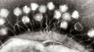 Bacteriofagospenetramemumacelula.ProfessorGrahamBeardsWikimediaCommonsCCBYSA3.0