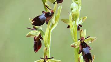 Ophrys insectifera habitus
