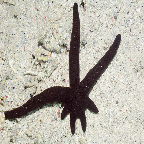 luzon starfish regenerating its limbs georgette douwma