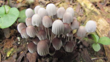 cogumelos Coprinellus disseminatus