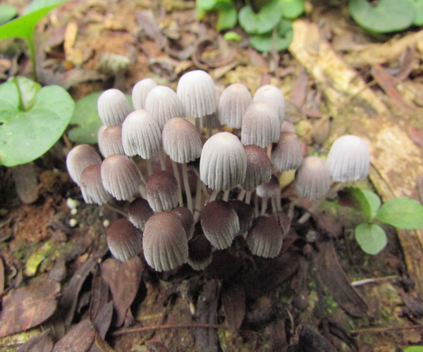 cogumelos Coprinellus disseminatus