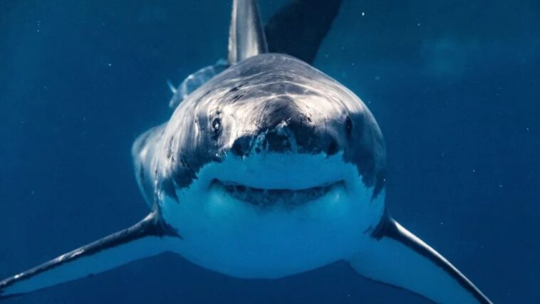O programa Shark Week analisa se os tubaroes estao entrando em contato com fardos de cocaina jogados nas aguas da Florida. Philip ThurstonGetty Images