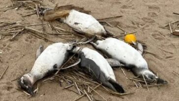 Pinguins de Magalhaes mortos no Uruguai. Departamento de Maldonado do Uruguai