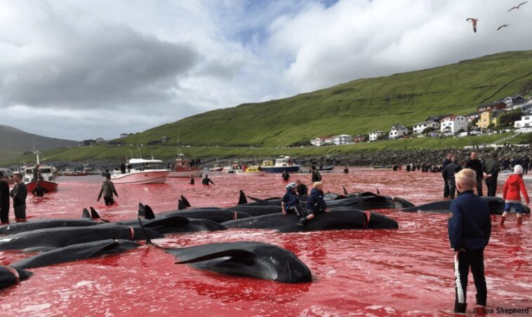 massacre baleias e golfinhos Sea Shepherd Ilhas Faroe