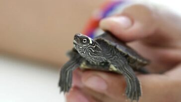 As autoridades de saude estao a investigar se as tartarugas ligadas ao surto vieram da mesma fonte. Isabel Pavia via Getty Images
