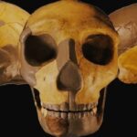 Cranio do antigo hominideo da China.Wu et al. Journal of Human Evolution 2023