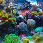 colorido mundo corais