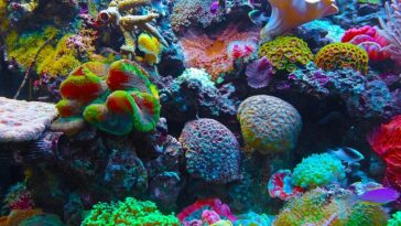 colorido mundo corais