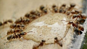 formigas circulo da morte