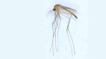 mosquito Culex modestus. Lorna Culverwell 1024x640 1