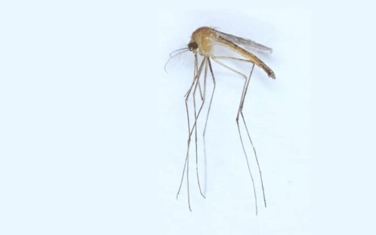 mosquito Culex modestus. Lorna Culverwell 1024x640 1